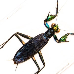 May include: A preserved black and green praying mantis pinned to a white background.