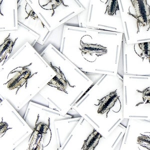 LOT VAN 10 lange hoorn (Milothris irrorata) A1 droog geconserveerde kevers, entomologiemonsters