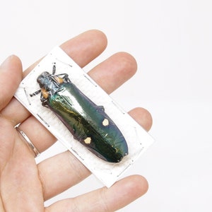 2 x Giant Metallic Jewel Beetles | Megaloxantha bicolor | A1 Entomology Specimens