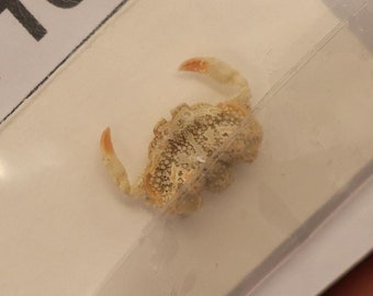 Leucosiidae Crab Specimen (Oreophorus ornatus) Philippines, SEA-LIFE Artistic creation, Framing, Collecting (1271673)