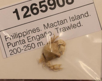 Leucosiidae Crab Specimen (Leucosia obtusifrons) Philippines, SEA-LIFE Artistic creation, Framing, Collecting (1265908)