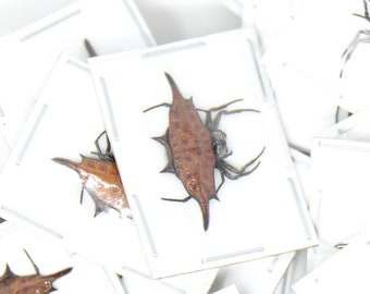 TWO (2) Spiny Orb-Weaver Spiders A1 (Gasteracantha diardi) 20mm, Dry-Preserved Specimens, Entomology Taxidermy Arachnids