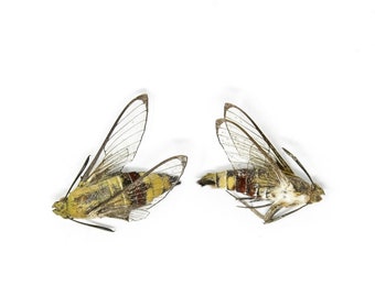 TWO (2) Coffee Bee Hawk Moths (Cephonodes hylas) Real Entomology Art Specimens A1