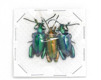 6 x Metallic Frog-Leg Beetles (6 beetles in total) Sagra longicollis, Entomology Real Insects