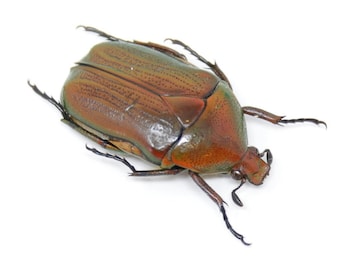 FIVE (5) Red Flower Scarab Beetles 20mm Entomology Specimens