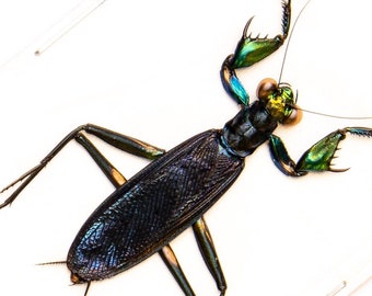 Metallic Praying Mantis (Metallyticus splendidus) One Male Specimen, A1 Entomology Specimen