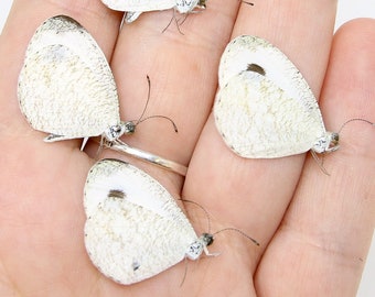 Five (5) Leptosia nina, "Pieridae" A1 Real Dry-Preserved Butterflies, Unmounted Entomology Taxidermy Specimens