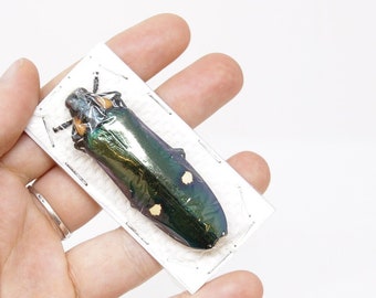 2 x Giant Metallic Jewel Beetles | Megaloxantha bicolor | A1 Entomology Specimens