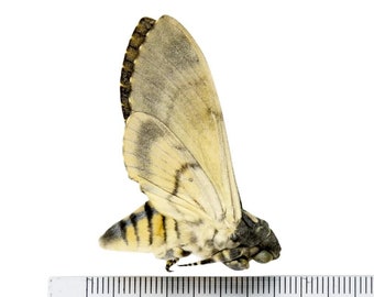 Lesser Deaths-Head Hawk Moth (Acherontia styx) | A1 Unmounted Specimen | The Silence of the Lambs | Taxidermy Skull Horror Goth