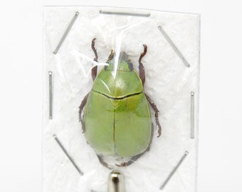TWO (2) Apple Green Scarab Beetles | Anomala dimidiata | Ethical Insect Specimens for Collecting, Art, Entomology, Taxidermy, Photography