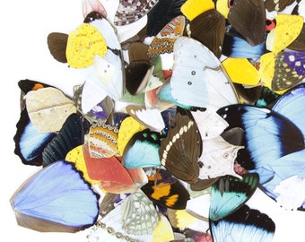 100 Loose Butterfly Wings - Assorted, Ethical Butterflies for Artistic Creation