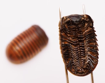 TWO (2) Giant Pill Bugs 1.75Inch (Sphaeropoeus lugubris) Millipede, A1 Real Entomology Specimens