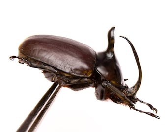 PACK OF 10 Rabbit Ears Rhino Beetles (Eupatorus Birmanicus) A1 Insect Specimens for Entomology