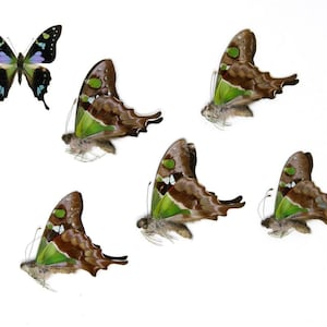 FIVE (5) The Purple Spotted Swallowtail Butterflies | Graphium weiskei | Unmounted Specimens A1
