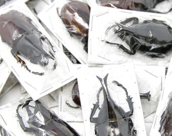 WHOLESALE 10 Thai Rhino Beetles | Xylotrupes gideon | Ethical Insect Specimens for Entomology and Art