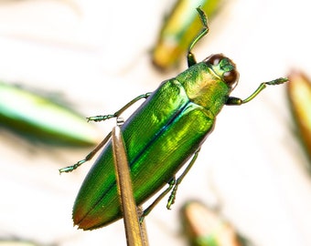 TWO (2) Aurora Jewel Beetles (Chrysochroa aurora) Indonesia, A1 Real Entomology Specimens
