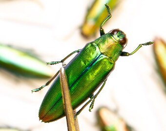 TWO (2) Aurora Jewel Beetles (Chrysochroa aurora)  A1 Real Entomology Specimens
