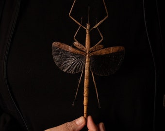 Giant Phasmid (Anchiale buruense) 170mm+ A1 Dry-Preserved Real Entomology Taxidermy Specimens, FREE SHIPPING