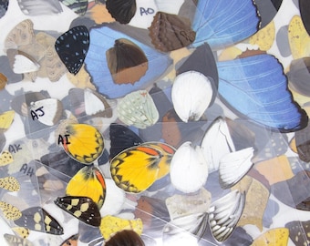 Butterfly Wings SET OF 3 Glossy Laminated Sheets Real Ethically Sourced Specimens Moths Butterflies Wings for Art -- (Pack of 3 Assorted)