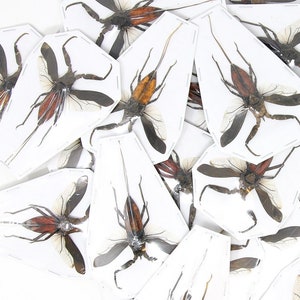 Può includere: Una collezione di esemplari di insetti montati su cartoncino bianco. Gli insetti sono marroni e neri con lunghe zampe e ali. Gli esemplari sono disposti in modo casuale.