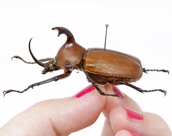 Golofa pizarro 49.8, A1- Real Beetle Specimen, Entomology Taxidermy #OC09