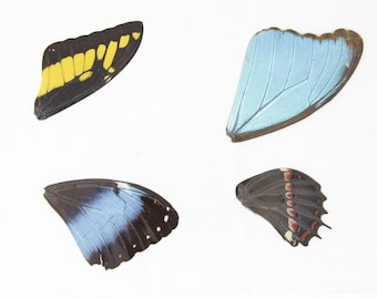 Laminated Sheet of Real Butterfly Wings | A5 Glossy 80 mic 154 x 216mm #AW2