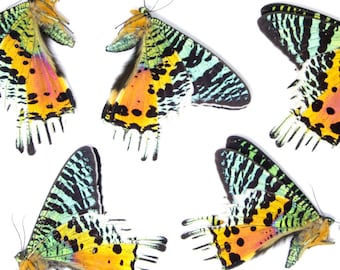 25 x Madagascan Sunset Moths A1 | Chrysiridia rhipheus | Colorful Day-Flying Moths Unmounted Specimens for Entomology