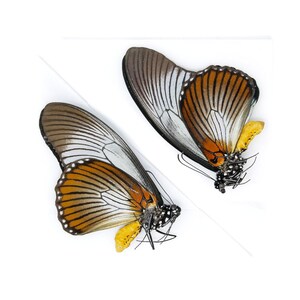 2 x Blauer Schwalbenschwanz, Papilio zalmoxis A1/A1- Schmetterlinge, Entomologie Specimens
