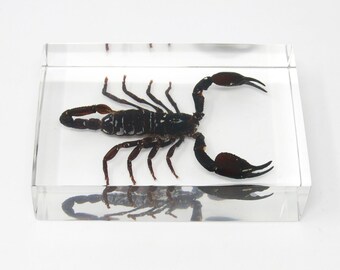 Black Forest Scorpion Resin Acrylic Paperweight Ornament Deskweight
