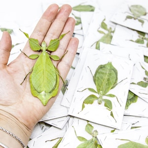 LOT OF 5 Giant Leaf Insects (Phyllium celebicum) A1 Unmounted Spread Specimens
