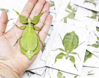 Pack of 10 Giant Leaf Insects (Phyllium celebicum) A1 Unmounted Spread Phasmids Specimens