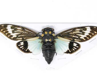 2 x BLUE CICADAS A1 Large Specimens | Tosena splendida 100mm | Entomology Taxidermy Artistic