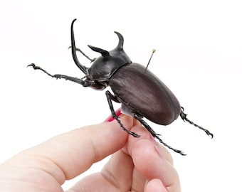 Eupatorus siamensis loeil 64.2mm, A1 Real Beetle Set Specimen, Entomology Taxidermy #OC14