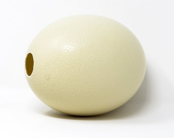 WHOLESALE 10 Genuine South Africa Ostrich Eggs XL, Blown, Top Grade, Natural History Gifts