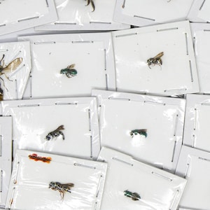 Può includere: Una collezione di esemplari di insetti fissati e esposti su schede bianche. Gli insetti sono di varie tonalità di verde, marrone e nero.