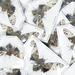 LOT OF 10 Spread-Cicadas (Platypleura nobilis) A1 Entomology Specimens