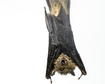 TWO (2) Least Pipistrelle Bats HANGING Taxidermy (Pipistrellus tenuis) | A1 Specimen 3 Inch (Non-CITES)