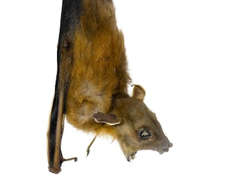 TWO (2) Fruit Bat HANGING-BACK Mount (Cynopterus brachyotis)  A1 Dry-preserved Specimen 5 Inch
