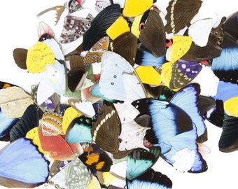 50 Loose Butterfly Wings - Assorted, Ethical Butterflies for Artistic Creation