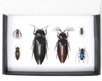 A Collection of Real Exotic Beetles (Coleoptera) inc. Scientific Collection Data, A1 Quality, Entomology, Real Insect Specimens #SKU25