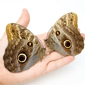 Dois (2) Enormes! Caligo teucer semicaerulea | BORBOLETA CORUJA GIGANTE, A1 Espécimes Reais Preservados a Seco Não Montados