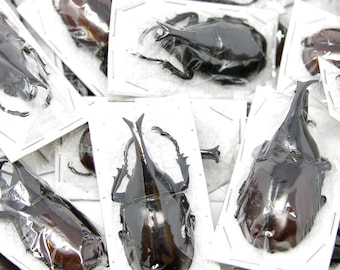 Pack of 10 Thai Rhino Beetles | Xylotrupes gideon | Ethical Insect Specimens for Entomology and Art