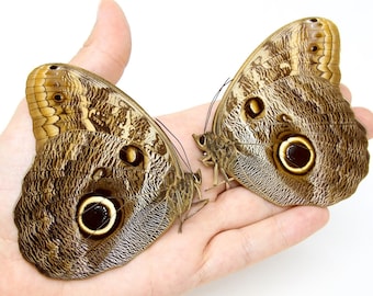 Two (2) Huge! Caligo teucer semicaerulea | GIANT OWL BUTTERFLY, A1 Real Dry-Preserved Unmounted Specimens