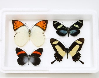 Pinned Tropical Butterflies, A1 Real Butterfly Pinned Set Specimens, Entomology Taxidermy (#BUT86)