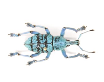 Eupholus geoffroyi, Jayapura, W. Irian, Indonesia, A1 Real Beetle Pinned Set Specimen, Entomology Taxidermy #OC102