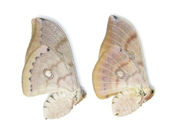 タイオークシルクモス（Antheraea frithi）2匹 A1 未マウント