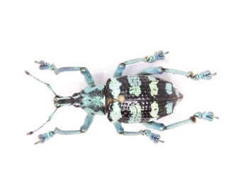 Eupholus linnei, Kei Is. Indonesia, A1 Real Beetle Pinned Set Specimen, Entomology Taxidermy #OC95