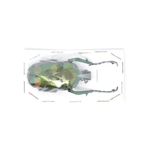 Jumnos ruckeri ruckeri 50.8mm A1 | Thailand Green Flower Beetle, Entomology Specimen