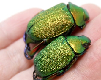 WHOLESALE 10 Pairs x Metallic Jewel Scarabs (Chrysophora chrysochlora) PERU