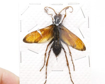 Giant Parasitic Wasp, Real Preserved Specimen, Entomology Taxidermy, Insect Art Supplies (SKU#HY01)